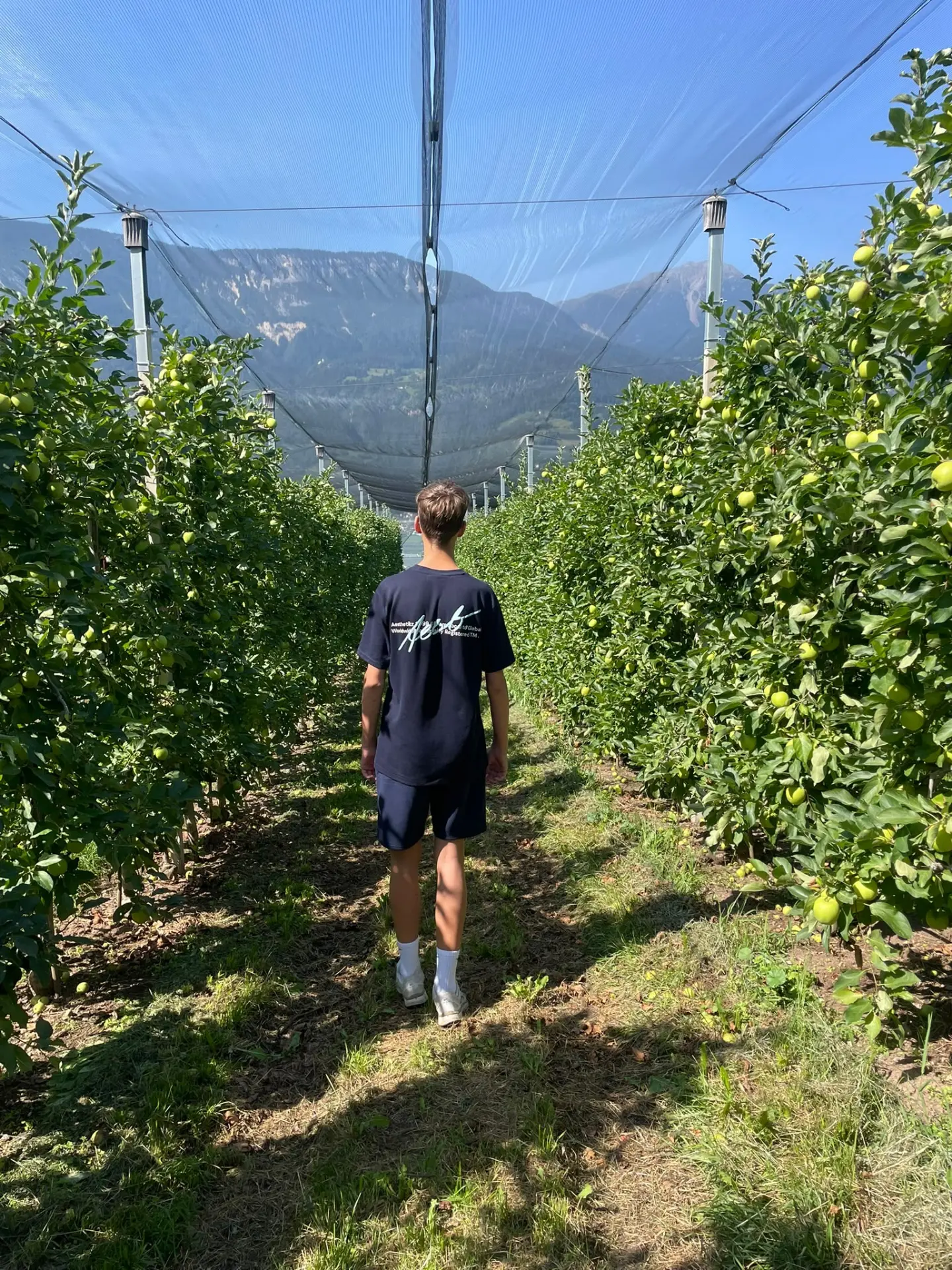 Jesse in een appelboomgaard